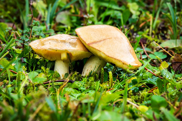 Mushrooms in green grass Garmisch-Partenkirchen in autumn
