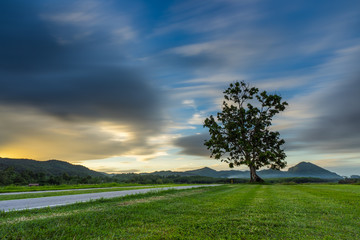 Sunset landscape view of a lonely tree in farm with storm cloud sky background.