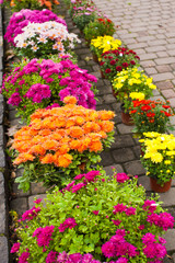 Fototapeta na wymiar Variety of chrysanthemums on the flower market outdoors