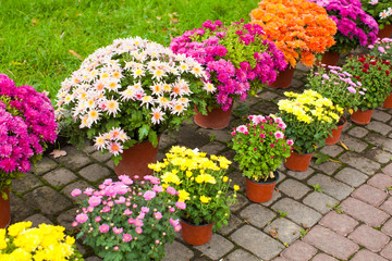 Fototapeta na wymiar Variety of chrysanthemums on the flower market outdoors