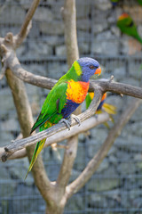Bright colorful parrot Coconut Lorikeet on a branch