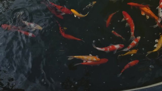 Beautiful koi fish in water