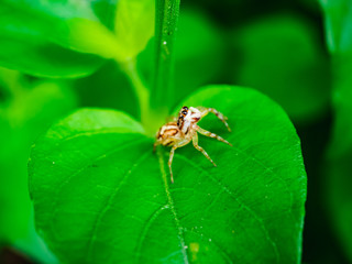 Spider on green leaf