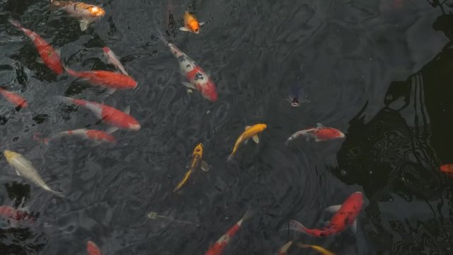Beautiful koi fish in water