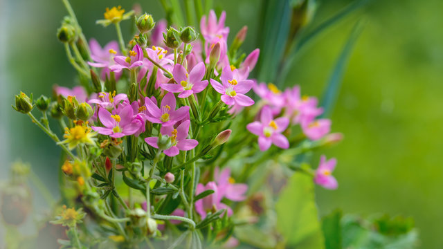 centaury umbrella, a gorgeous little pink to treat internal diseases flower. choleretic medicinal plant. macro, selective focus, blurred background, copy space