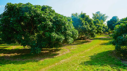 Fototapeta na wymiar Many big trees in the garden, Longan in the garden in Thailand.