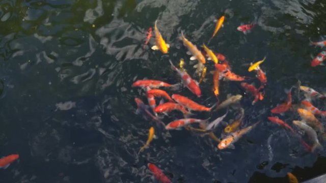 Beautiful koi fish in water