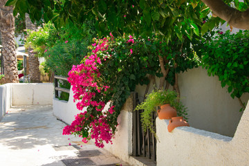 Bougainvillaea blooming bush with white and pink flowers on a stone white fence in summer