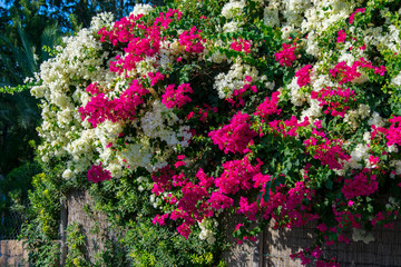 Fototapeta na wymiar Bougainvillaea blooming bush with white and pink flowers, summer