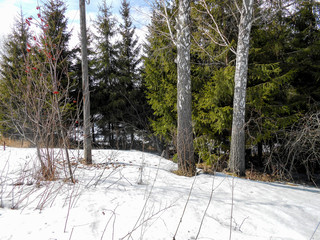 the beginning of spring, pulling up the ice crust on the snow, countryside, bare trunks of birches,...