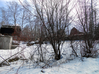 the beginning of spring, pulling up the ice crust on the snow, countryside, bare trunks of birches, twigs of bushes in thawed, traces