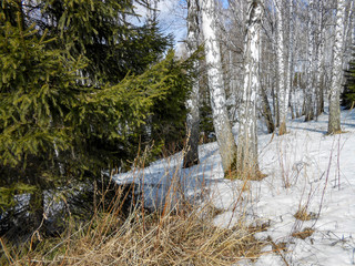 the beginning of spring, pulling up the ice crust on the snow, countryside, bare trunks of birches,...