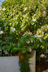 narrow street, stone white fence, clay jug, thickets of flowering shrubs, Cyprus