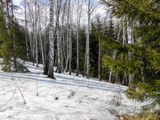 the beginning of spring, pulling up the ice crust on the snow, countryside, bare trunks of birches,...