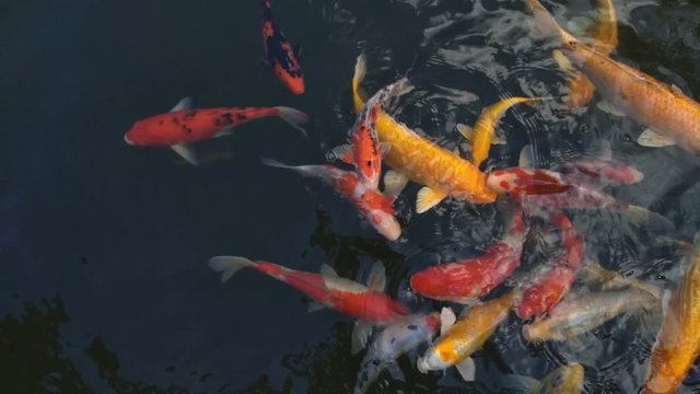 Beautiful koi fish in water