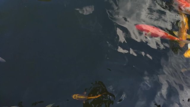 Beautiful koi fish in water