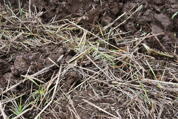 Unwanted plant, dry straw on mud