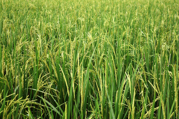 Ear of rice, rice plant on the green rice field