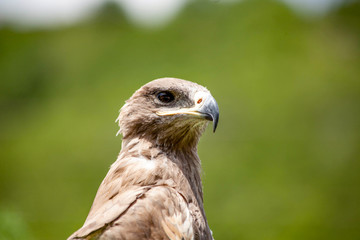 bird of prey
