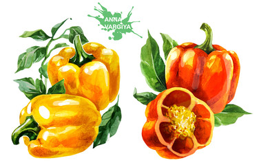 Orange and yellow peppers. Hand drawing watercolor on white background with title.