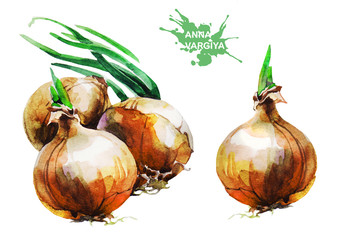 Onion. Hand drawing watercolor on white background.