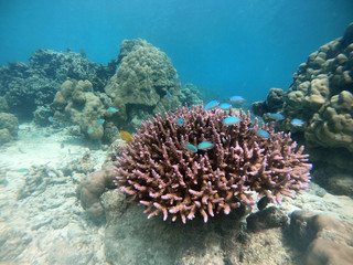 Many fish with sea coral reef and hard corals, fishes and sunny sky shining through clean water, underwater photo.