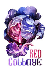 Red Cabbage. Hand drawing watercolor on white background with title.