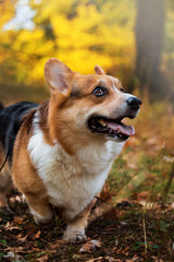 Handsome breed Corgi on the green grass