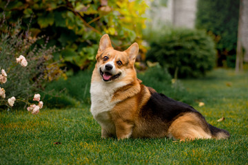 Handsome breed Corgi on the green grass