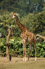 giraffe in zoo