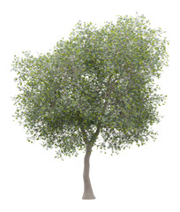 olijfboom met olijven geïsoleerd op witte achtergrond