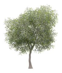 Deurstickers Olijfboom olijfboom met olijven geïsoleerd op witte achtergrond
