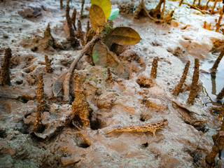 Koh Yao island is locate in the middle of Phang nga , Phuket and Krabi , Thailand , Asia