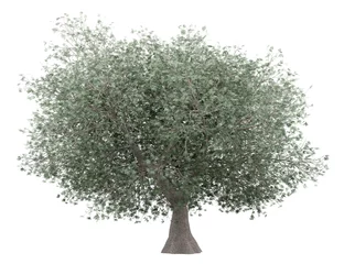 Foto op Plexiglas Olijfboom olijfboom geïsoleerd op witte achtergrond