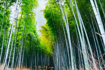 Bamboo forest at Arashiyama, Kyoto, Japan..