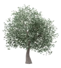 Foto op geborsteld aluminium Olijfboom olijfboom geïsoleerd op witte achtergrond