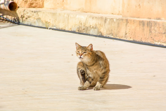 View of Brown yellow cat on the street in Valletta ,Maltese cat. Malta
