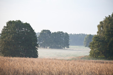 Landschaft mit Bäumen