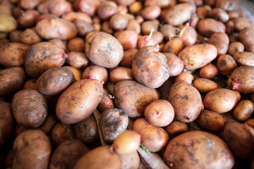 Potato harvest in the cellar as a background