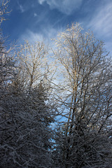 Sunny and snow covered trees