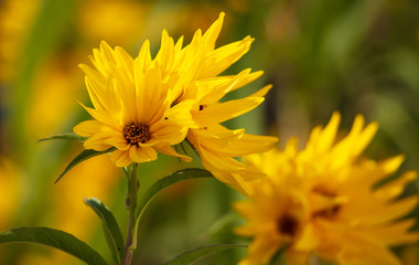 Beautiful yellow flower in the park