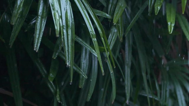 Close up detail of raindrops falling down on green leaf during heavy summer monsoon rainfall. Water Drops washing tree foliage. Rain pouring on green leaves in garden in slow motion