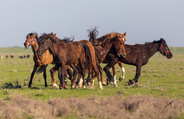 Horses graze in the steppe of Kazakhstan in spring