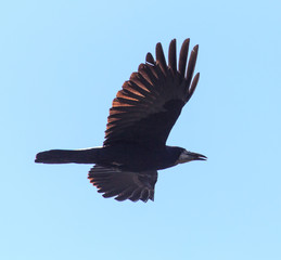 raven in flight in the blue sky