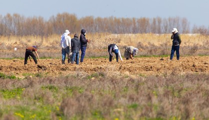 People work in the field in the spring