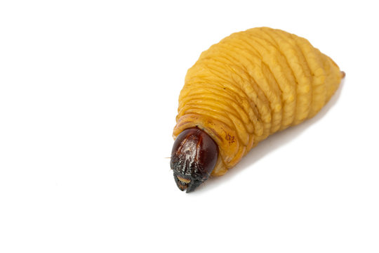 big Worm of the Dynastinae 
