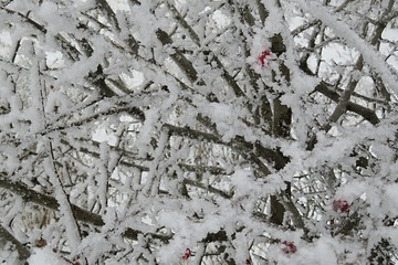 Tree branches covered with snow and  hoarfrost in winter season