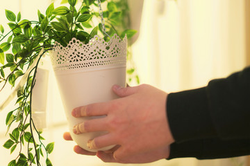close up hang plant flower pot at home, hands gardening leaves f