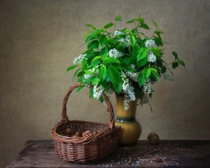 Still life with beautiful bouquet of wild cherry  flowers