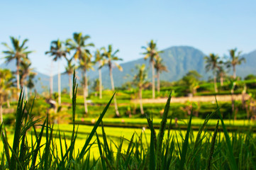 Close up of green rice field and palm trees in the background. Texture of growing rice, green grass. Rice farm field paddy. Selective focus. Ubud Bali Indonesia. Natural beautiful tropical background